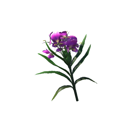Hedychium_coronarium_Koenig_Flower Violet